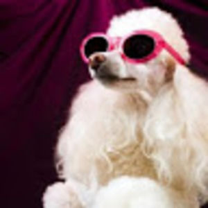 Meet your Posher, Estella